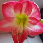 Carine Etienne - @carine12000 - Instagram
