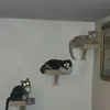 Luna - @carissabarrett2013 - TikTok