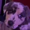 carissaholman - @carissaholman1 - TikTok