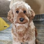 Carissa Jones - @ru_by_the_cockapoo - Instagram