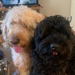 Carissa Ware - @lovelyypupps - Instagram