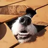 Carl Ackerman - @carlackerman1 - TikTok