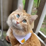 Carl Andrae - @carl_of_orange - Instagram