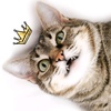Кото ляндия - @catlandrus - TikTok