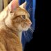 Carl Capello - Facebook