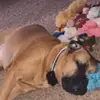 carly_case - @carly_case - TikTok