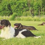 Dahlila, Riley, Carl + Chance - @dogstraveltoo - Instagram