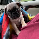 Carl Colwell - @pugnamedcarl - Instagram