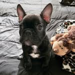 Carl Cox - @carl.cox.frenchie - Instagram