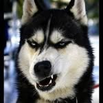 Carl Dalton - @daltoncarl - Instagram