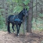 Carl Davidson - @carldavidson_2006 - Instagram