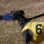 Carl Doby - @pro_greyhound - Instagram
