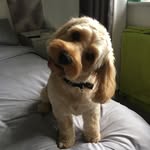 carl dolan - @carldolan1981 - Instagram