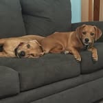 Ellie & Carl Doll - @ellieandcarldollthedogs - Instagram