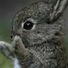 carldowell - @diybunniegirl1234098 - TikTok