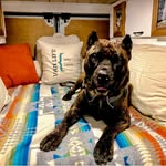 Carl Doyle - @carlandhisfriends - Instagram