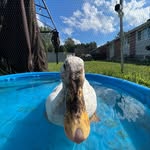✨Carl✨ - @carl.the.duck_ - Instagram