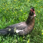 Carl Duck - @carl_the_quacken - Instagram