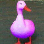 carl the duck - @carl_the_duck1 - Instagram