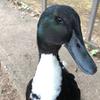 Carly - @carly.duck - TikTok