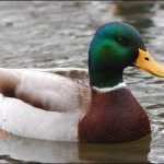 J - @duck_luck_carl - Instagram