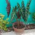 Carl Dulay - Facebook