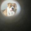 doggiemomof8 - @carla.dutton - TikTok