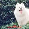 carlelder09346 - @carlelder09346 - TikTok