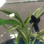 Carl Fish Speivey - @thebetaphishcarl - Instagram