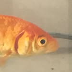 Carl The Fish - @carl_fishy1 - Instagram