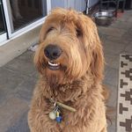 Carl - @good_boy_carl - Instagram