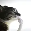 Carl Gotchenger - @carl.gotchenger - TikTok
