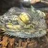 Carl Grillo - @carl.grillo - TikTok