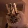 Carl.Hedlund - @carl.hedlund - TikTok