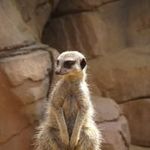 @carl_heiden - Instagram