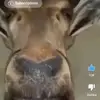 carloheilmannlore - @carloheilmannlore - TikTok