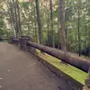 laelynntruman - @carleyhickman - TikTok