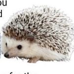 Carl Higgins - @carl_the__hedgehog - Instagram