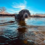 carlhorst - @carlhorst_and_otto_ - Instagram
