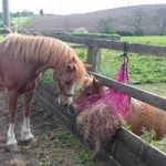 Carl Jeffries - @equestrian_carl - Instagram