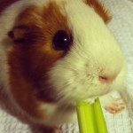 Carl Klein🐹 - @carlklein - Instagram