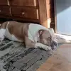 carlakoster1 - @carlakoster1 - TikTok