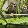 Carl Laney GenXFam.aqua scapes - @carl.laney.aqua.s - TikTok
