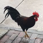 Carl Larson - @mr._larson_ - Instagram