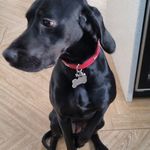 Carl Lodge - @lodgecarl - Instagram