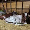 carl mann - @cowfarmer5 - TikTok