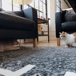Calvin + June + Maple - @whencalvinmetjune - Instagram
