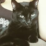 Jynx Carl Marlow - @theblackcatjynx - Instagram