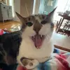 carlee mcnutt - @carlee.mcnutt - TikTok