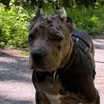 Carla - @american_bully_amps_carla - Instagram